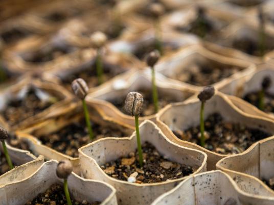 Scalable Solutions for Growing Impact
